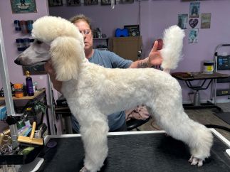 puppy
